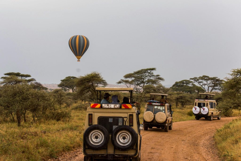 wild safari