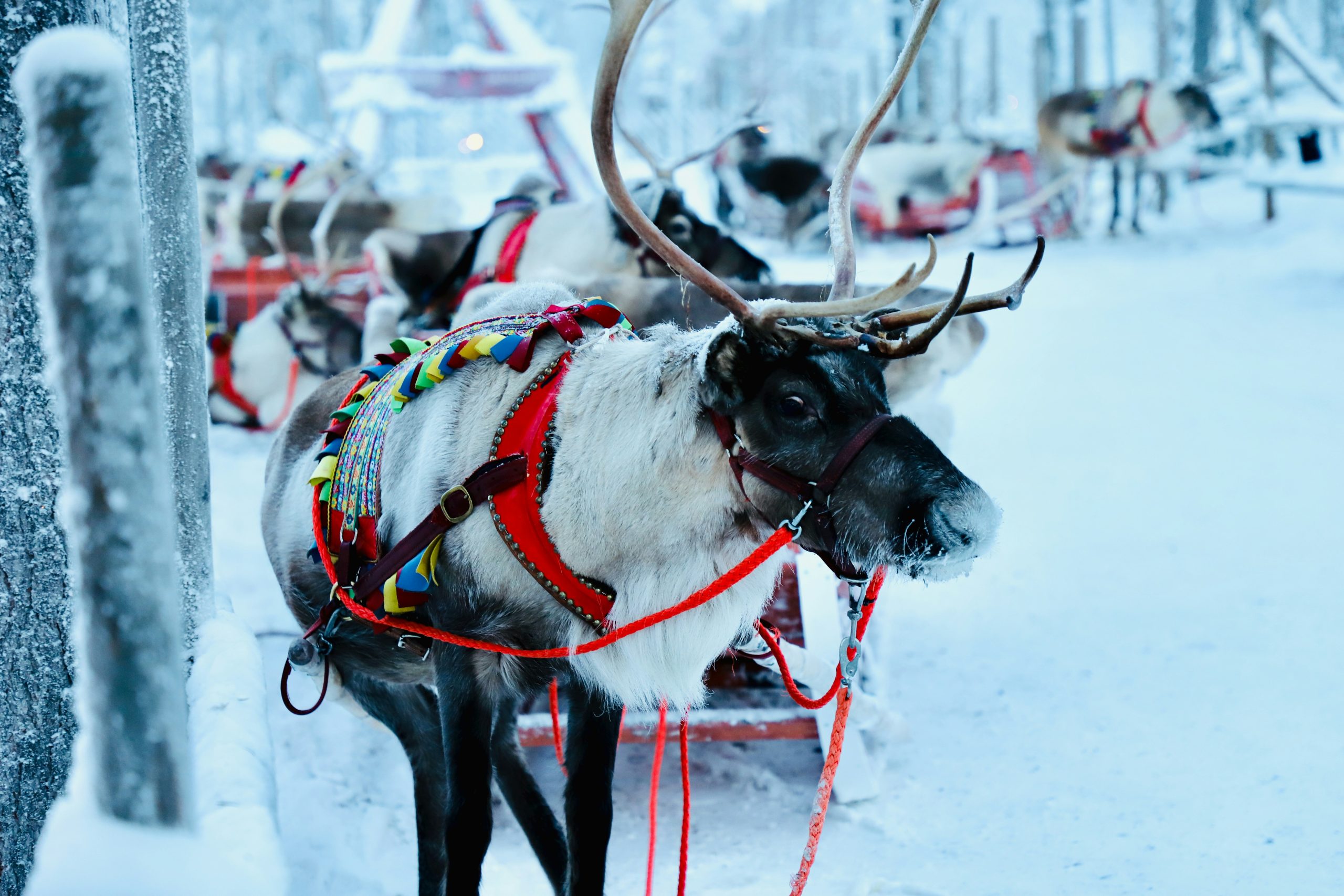 arctic family adventure