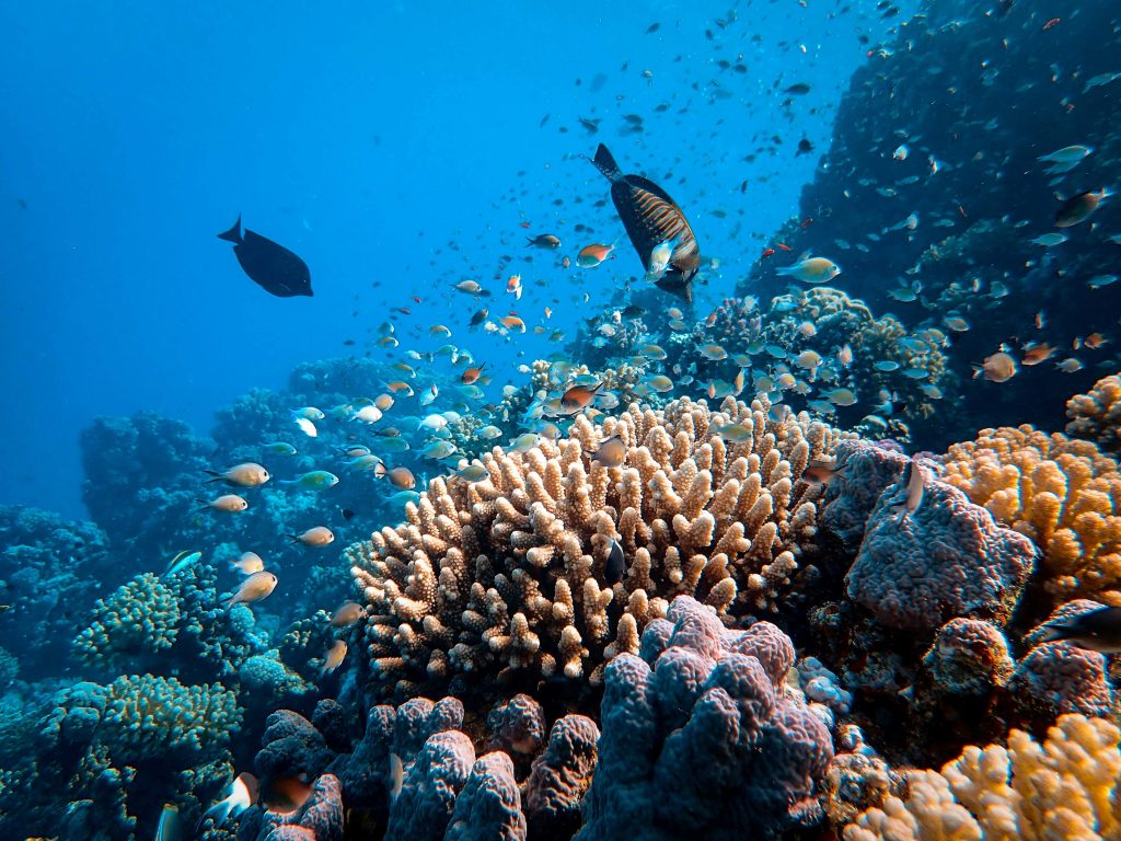 ocean travel extra