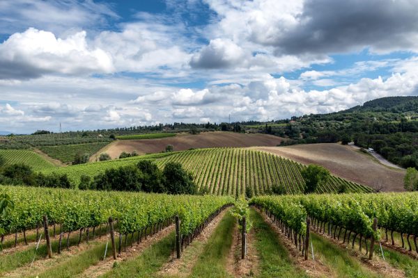 vine italy