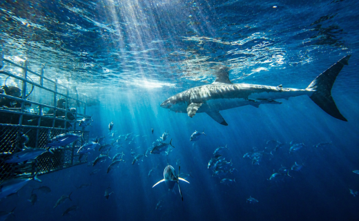 Shark Cage Diving Adventure